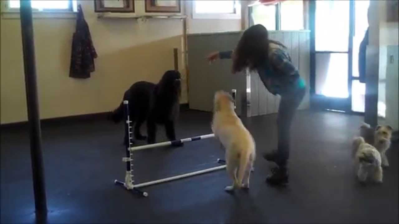 April Behavior of the Month - Tricks Part 2!