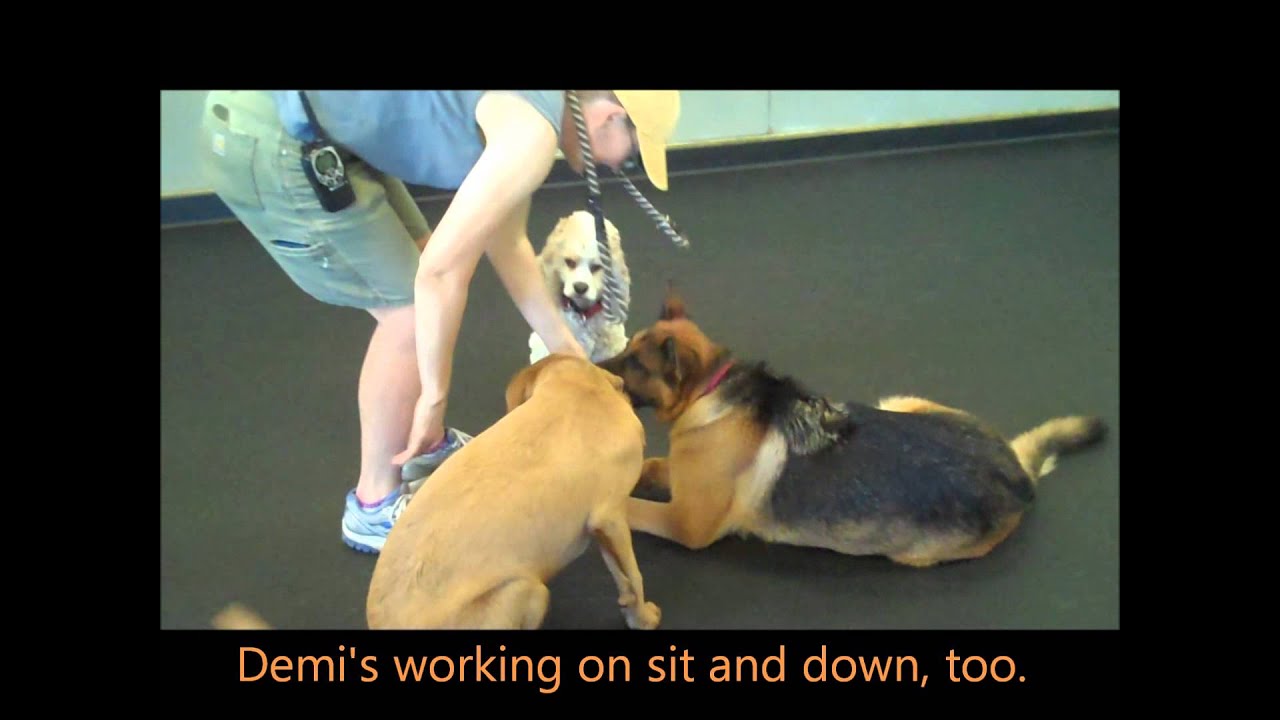 August Behavior of the Month -  Sit, Down, Stand