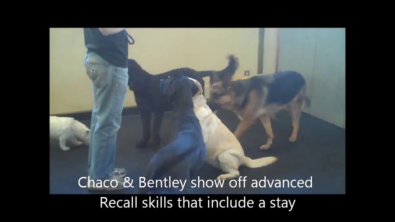 Doggy Business LLC Recall