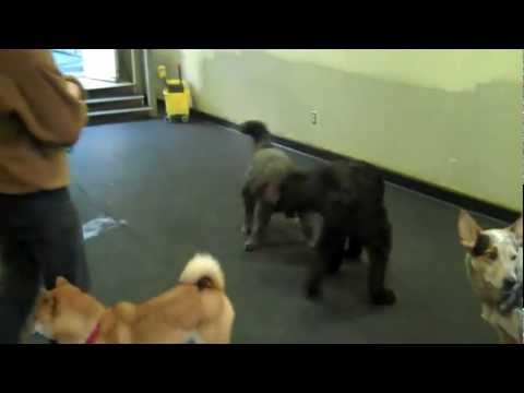 Training Dog Behavior -- The Name Game