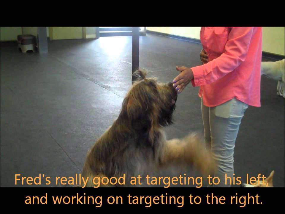 September Behavior of the Month - Hand Targeting