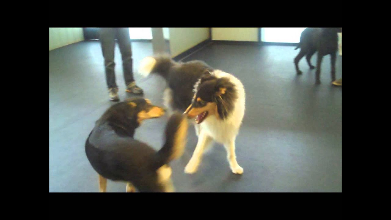 October Behavior of the Month - Play!