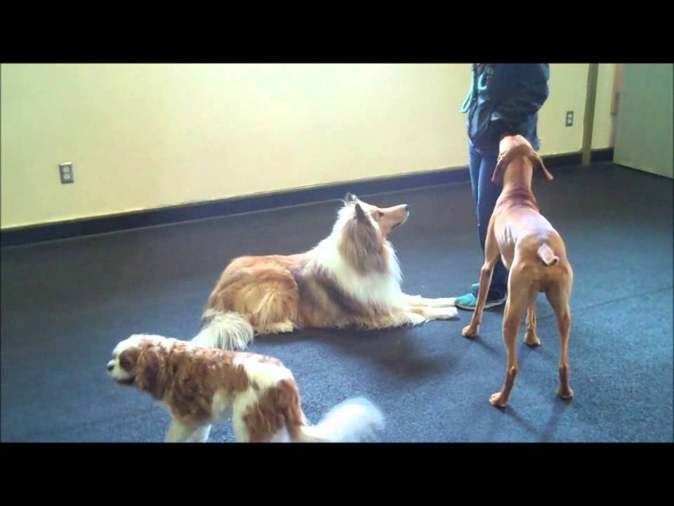 Doggy Business LLC Proofing Sit & Down