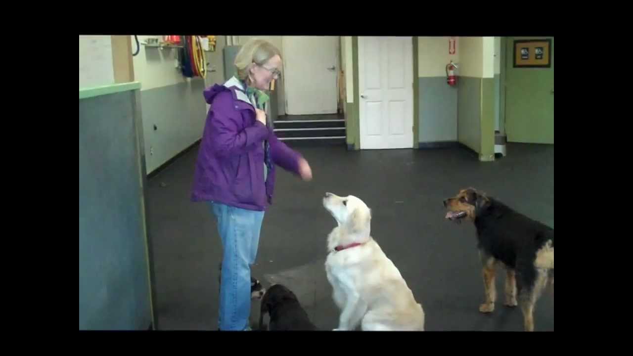 Doggy Business LLC Tricks