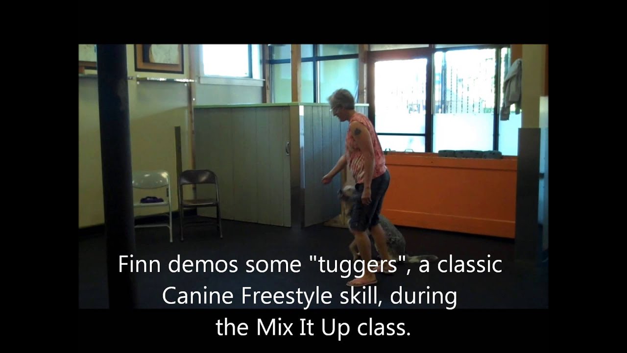 Agility and Canine Freestly skills