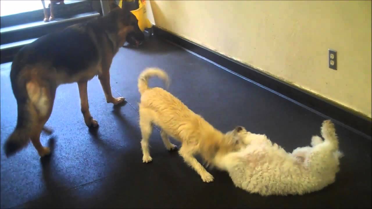 October Dog of the Month - Dante