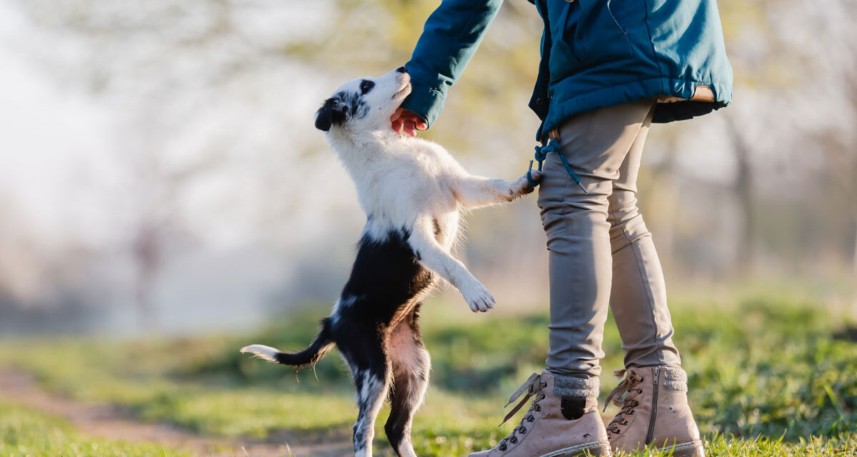 Why do dogs jump?