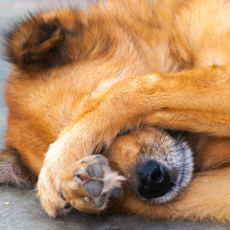 dog with paws over its eyes