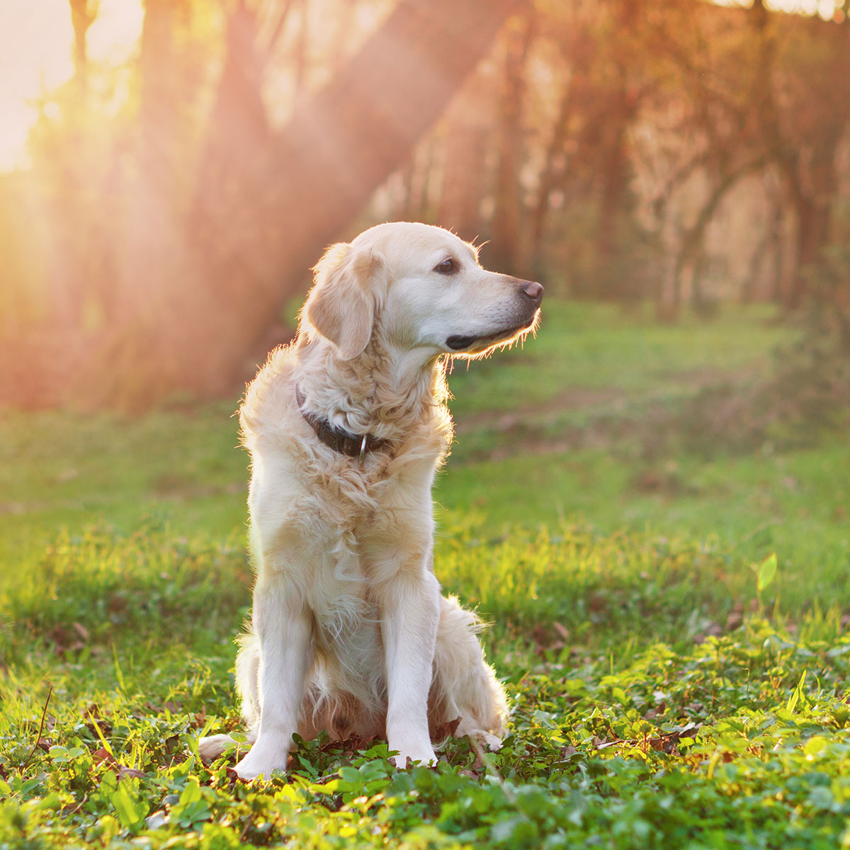 dog out for training in a forest