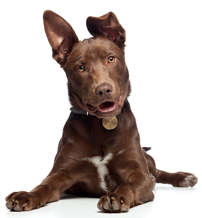 dog looking at camera with white background. Dog looks happy and content.